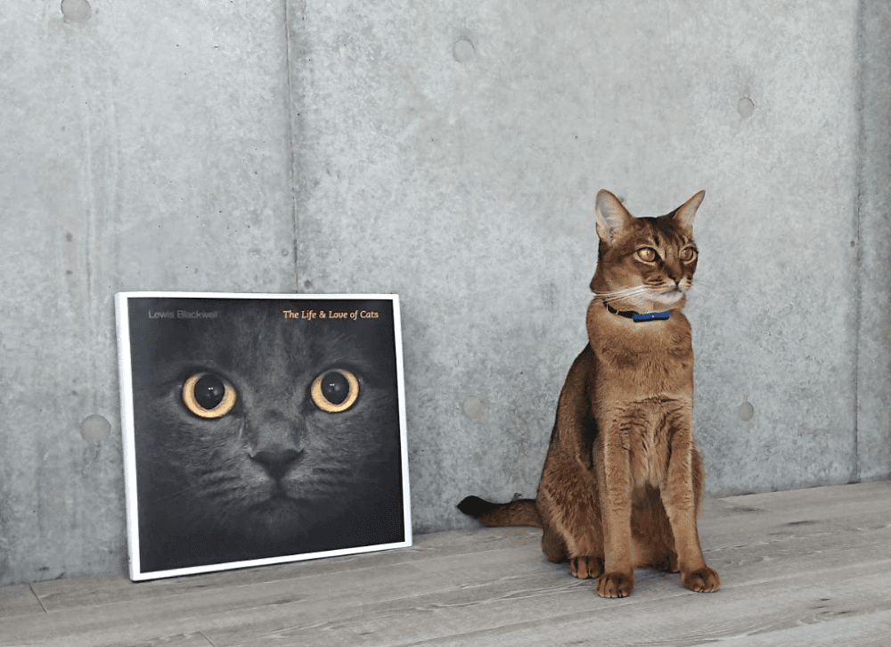 1031 活動レポートキトン2