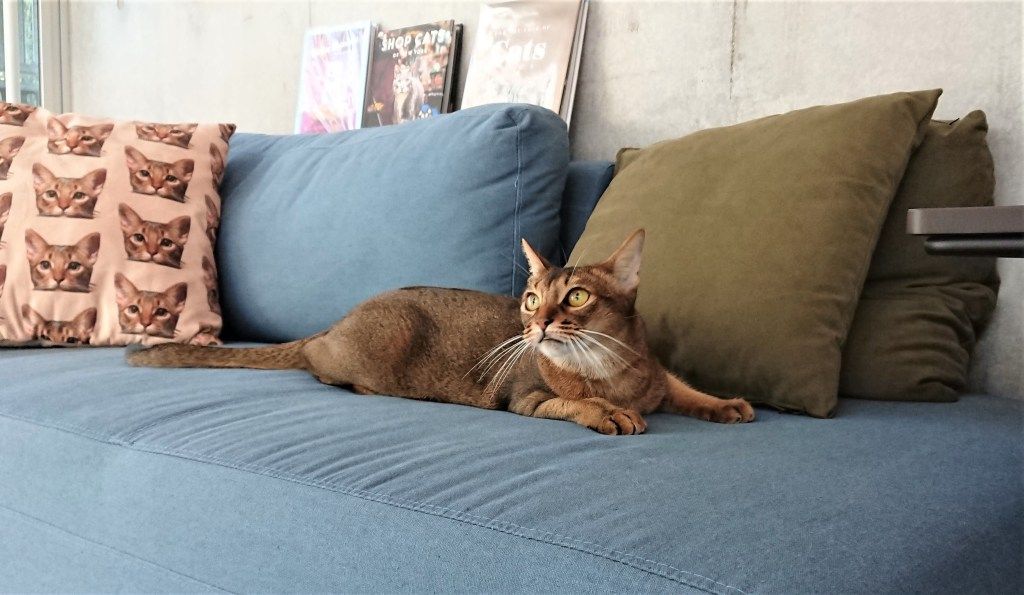 1101 ブリ丸キトン３ (1)