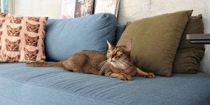 Catlogキトンブルー（×ネイビーのベルト）撮影オフショット