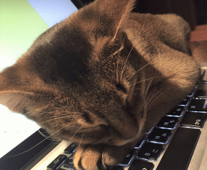 1107 活動レポ　眠るCCO (1)