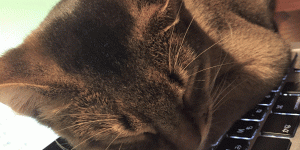 1107 活動レポ　眠るCCO