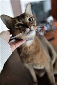 1112 活動レポートなでなで (1)