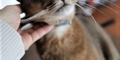 撫でられるのが嫌いな猫様もいる