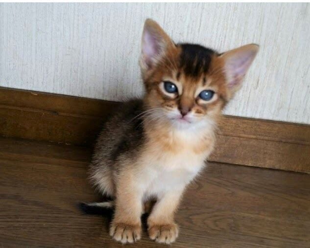 1113 活動レポートキトン1 (1)