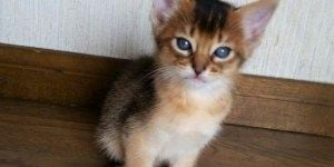 1113 活動レポートキトン１