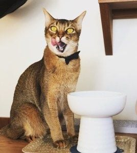 留守番をさせる飼い主様の心配ごと