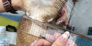 Catlog Pendantに使用する電池が決定しました