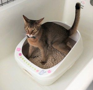 1122 活動レポートトイレ (1)