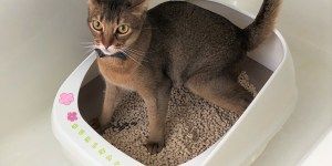 1122 活動レポートトイレ