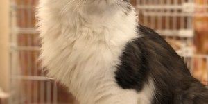 猫様のログを取得させていただきました!