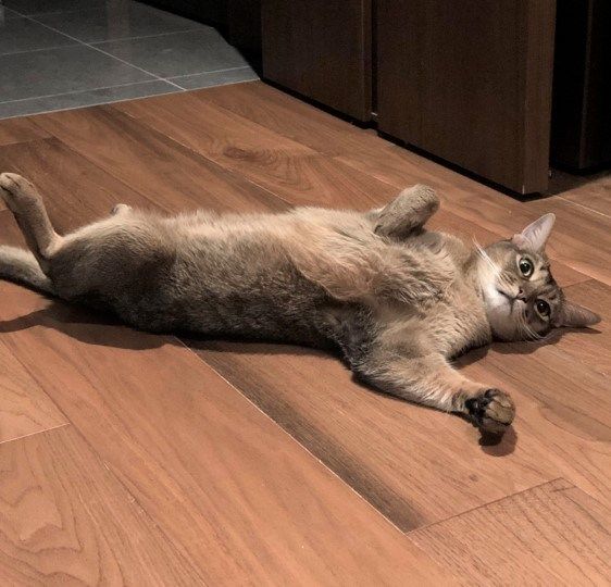 1204 活動レポート　ごろん (1)