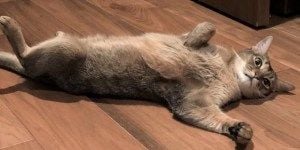 Makuake「Catlogプロジェクト」ついに1000％達成しました！！