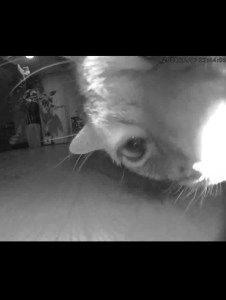 1210 活動レポート-カメラ