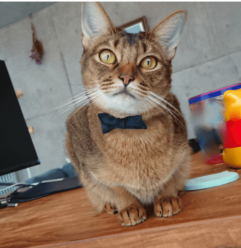 1211 活動レポート蝶ネクタイ (1)