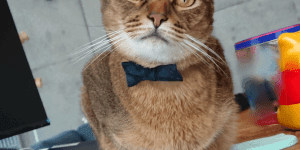 1211 活動レポート蝶ネクタイ