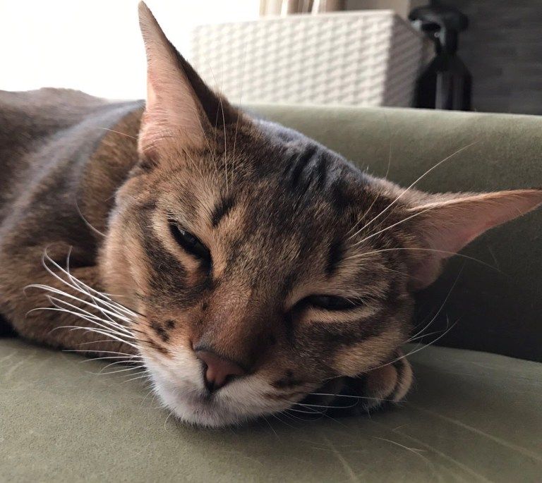 リラックス耳 (1)