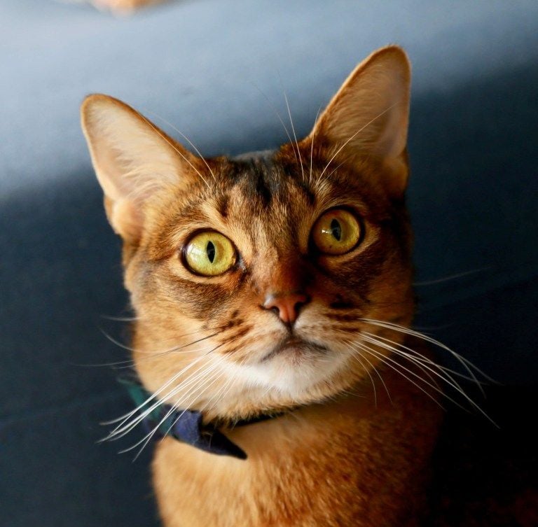 ブリ丸ドアップ (1)