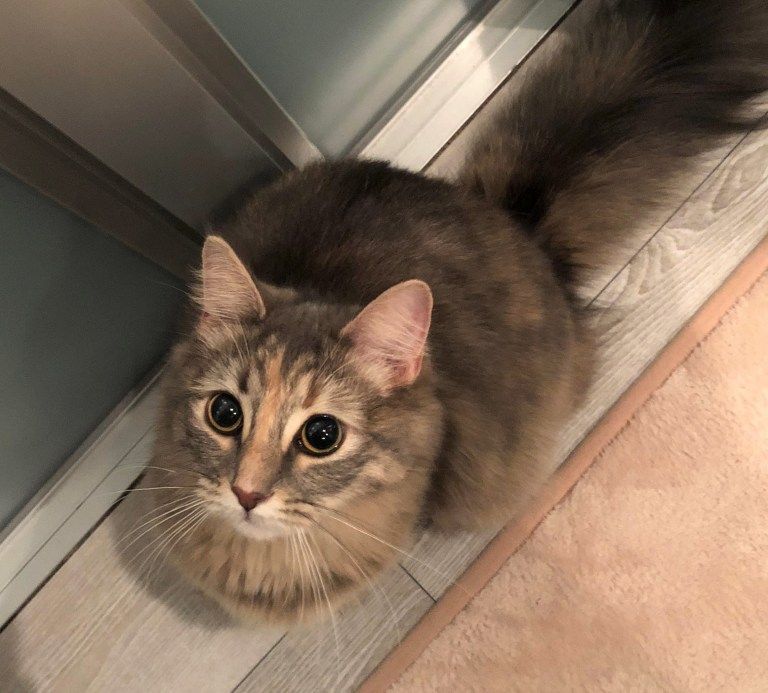 見上げるエルちゃん-1