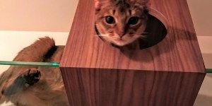 20181219 活動レポート覗き猫