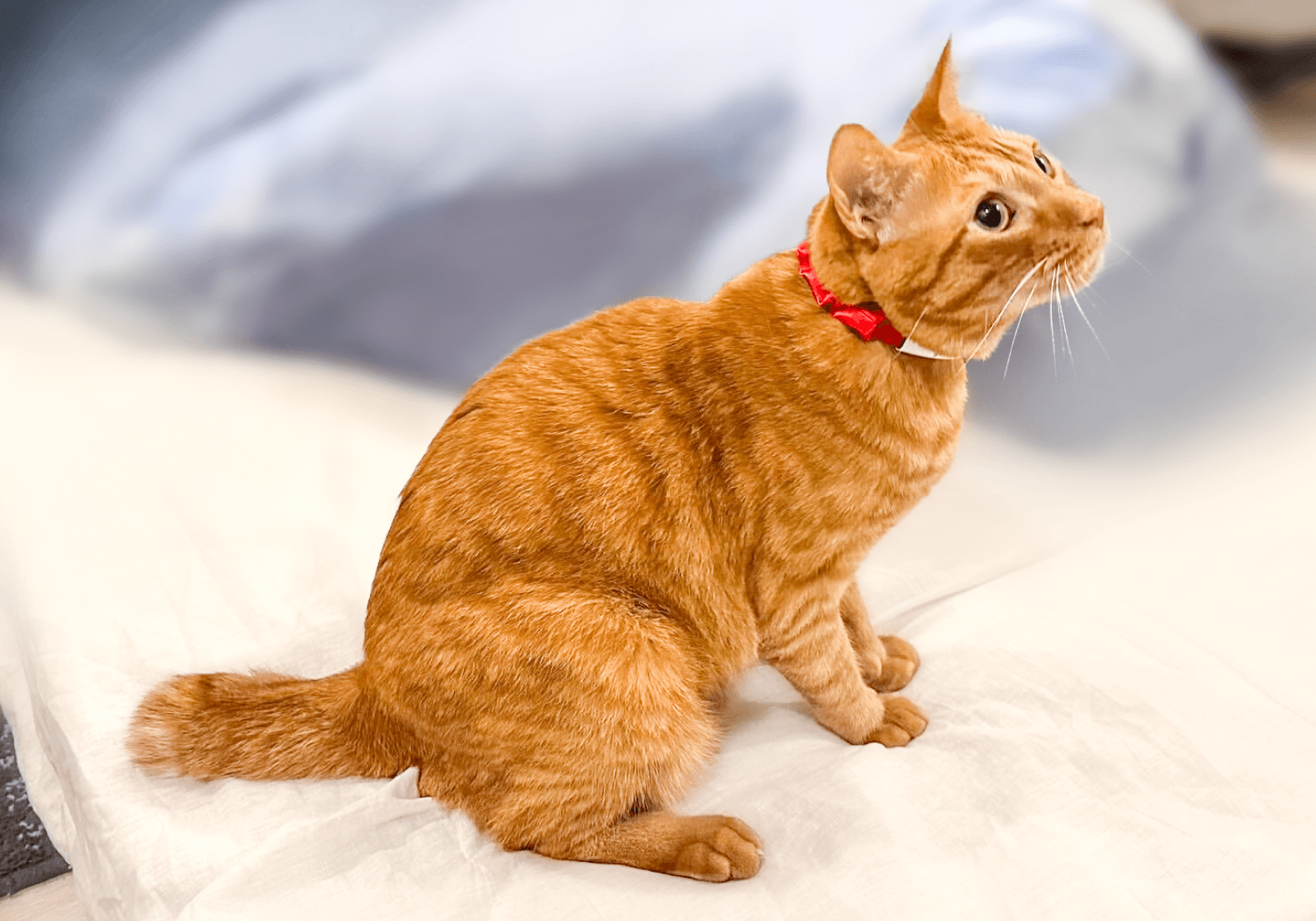 230808 CollaboBelt-7 (1)