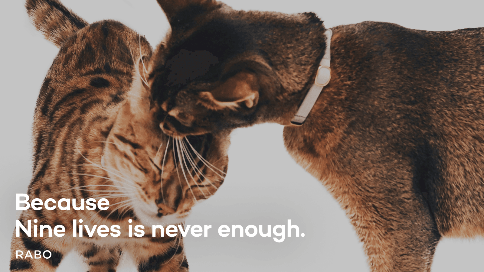 Because Nine lives is never enough.