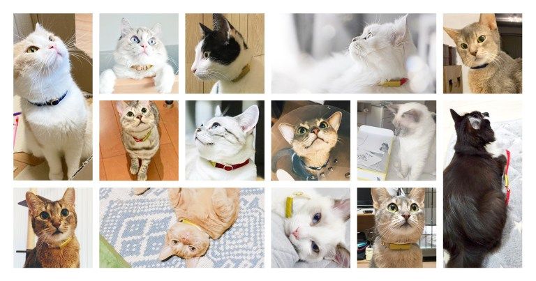 (上段左から)なつき様、しらす様、さしみ様、まりー様、しおん様、(中段左から)三太郎様、ソラ様、サユリ様、モネ様、ゆな様、(下段左から)海斗様、ツナ様、はお様、アサヒ様 「猫の生活をテクノロジーで見守る」Catlog(キャトログ)は、販売開始およびリリースから1周年を迎えました。現在およそ3,000猫様がCatlogライフを送っていらっしゃいます。