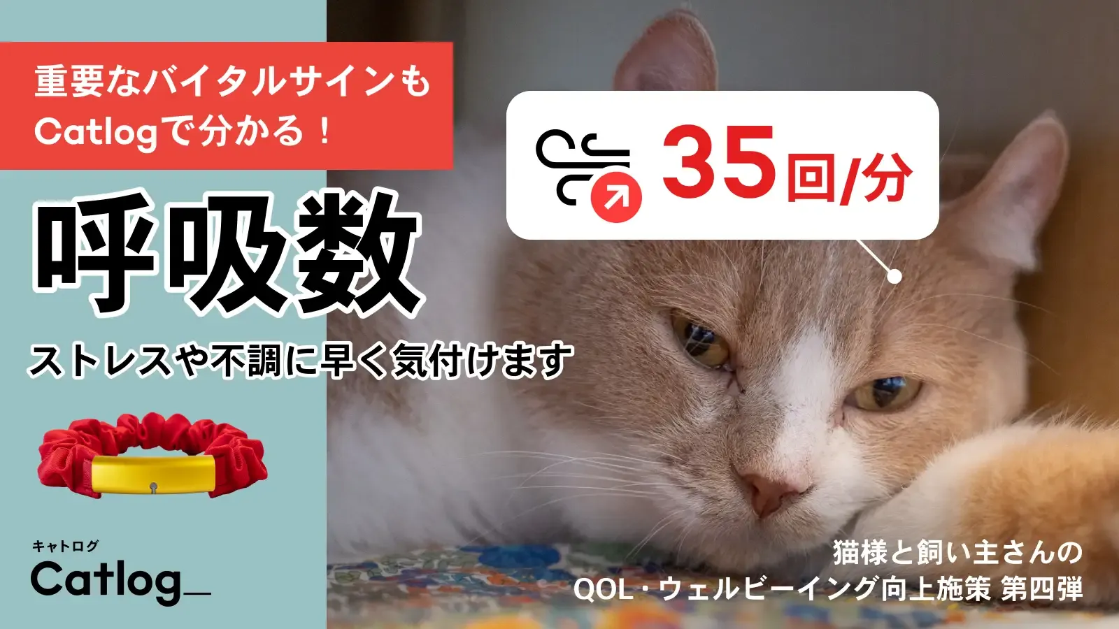 猫様のストレスや体調不良にいち早く気づくことができる「安静時呼吸数」機能がスマート猫首輪Catlog®(キャトログ)へ追加!