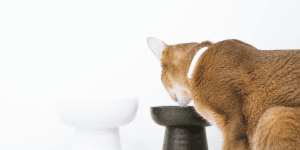 波形に表れる個性