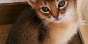 Makuake「Catlogプロジェクト」残り3日となりました!