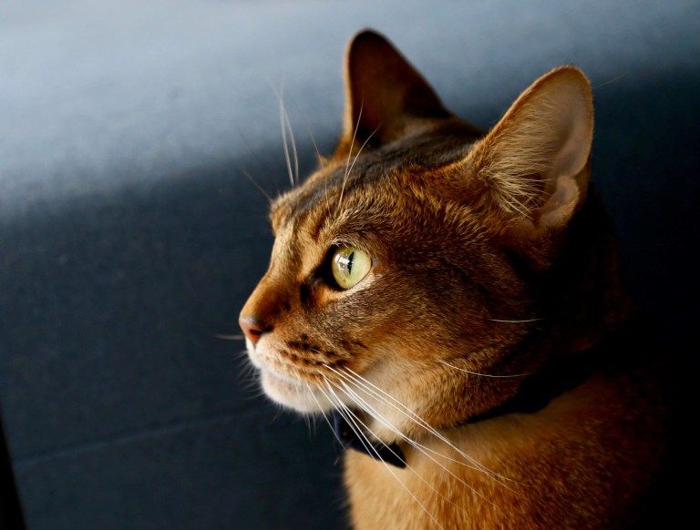 RABOブリ丸 (1)