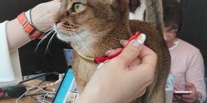 いよいよCatlog装着！