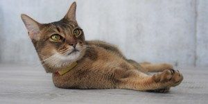 CatlogをMakuakeにてご支援いただいたみなさまにご連絡