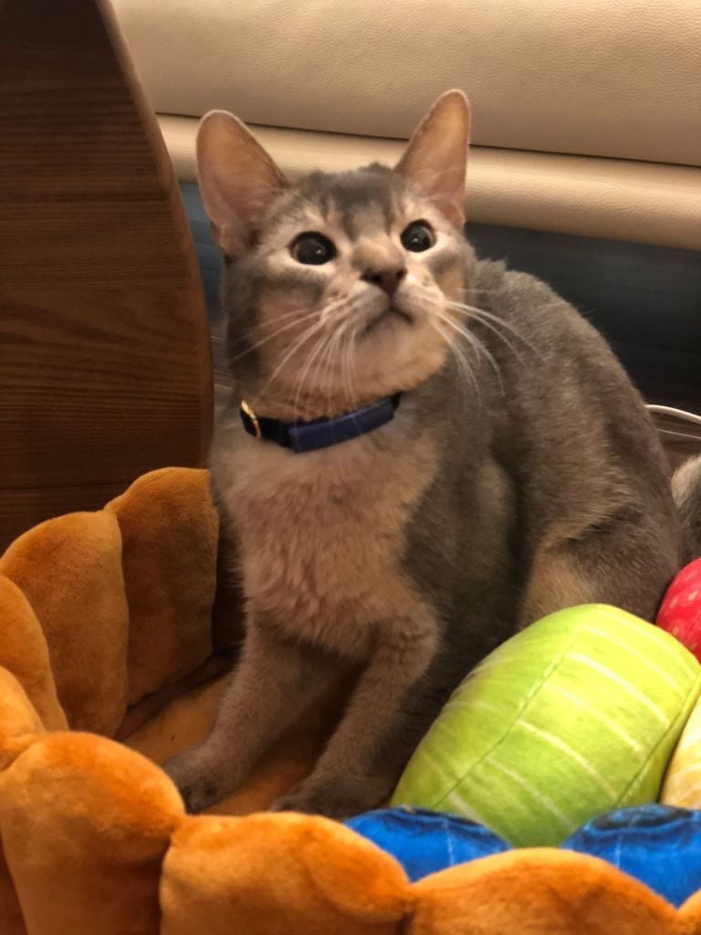 キトンのしおん