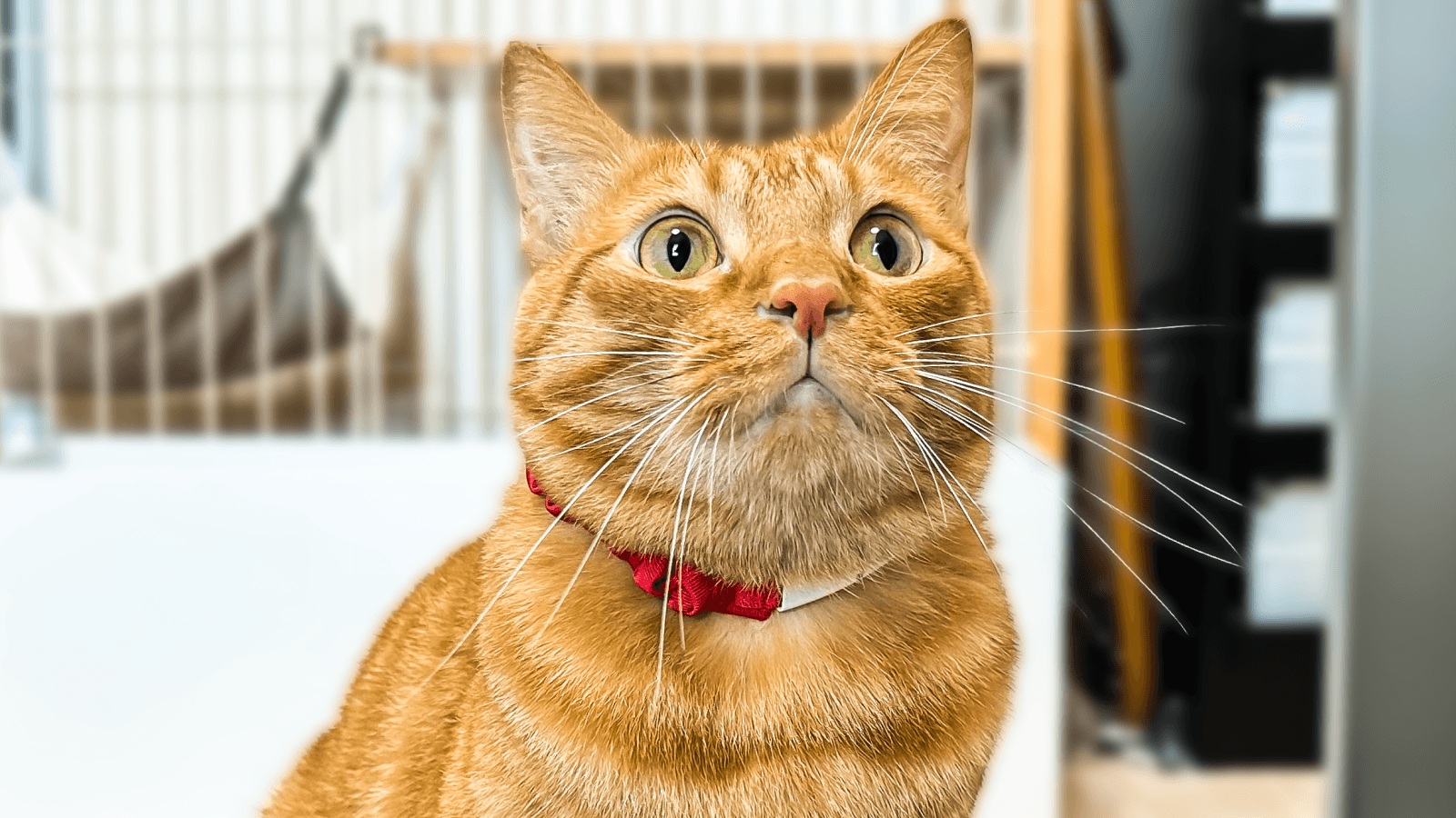 「リドレッド」ご着用のご様子