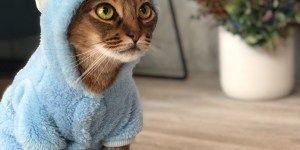 Makuake「Catlogプロジェクト」ついに残り一週間に!