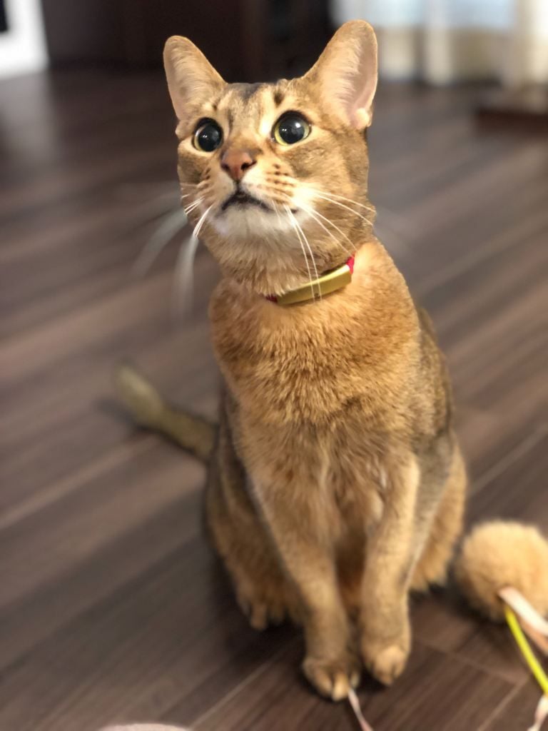 猫鈴×レッドの海斗