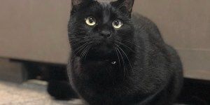 座るオリバー