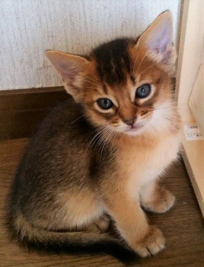 写真は小さい頃のブリ丸