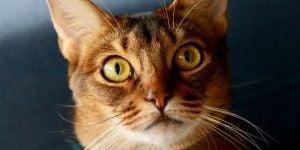 ブリ丸ドアップ