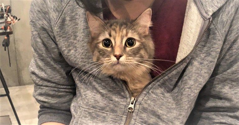 胸の中のエルちゃん