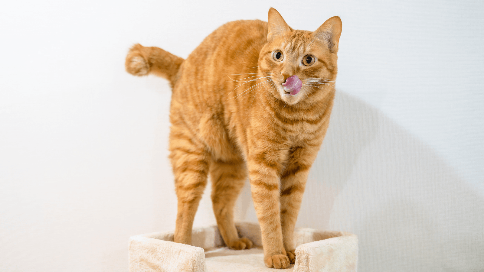 お気に入りのキャットタワーに乗る松丸さんのご愛猫リド様（♂２歳）