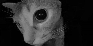 ヒトの観ることのできない「猫の時間」はかなり多い