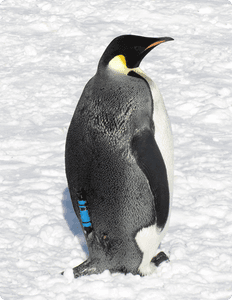 index technology img