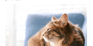 猫の日にCatlogを掲載いただきました