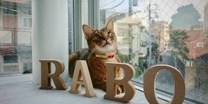 『猫様との生活』調査を実施。多くの飼い主が頻度高く猫様をお留守番をさせており、留守中の様子が気になりつつも、対策を打てていない現状が明らかに。