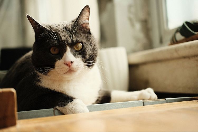 猫の慢性腎不全（慢性腎臓病）を獣医師が徹底解説。治療費や注意したい